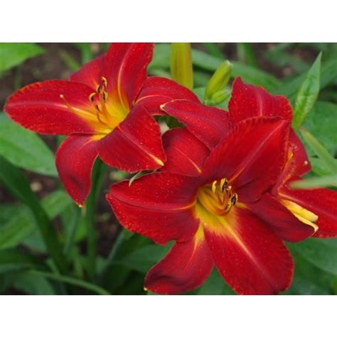 Лилейник гибридный Кримсон Пират (Crimson Pirate) купить в Санкт ...