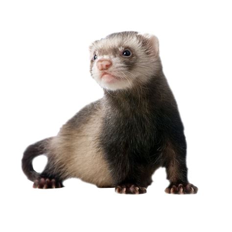 Ferret Png Images Transparent Free Download
