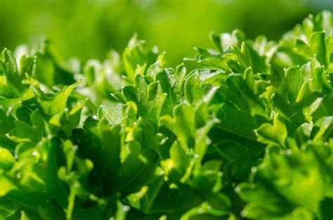parsley-02 - World Crops Database