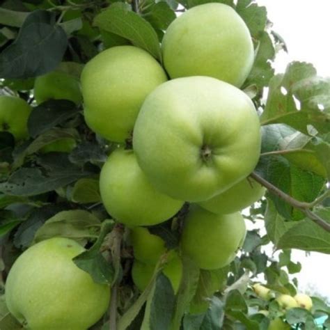 Саженцы яблони купить в интернет магазине питомника, цены на сорта для ...