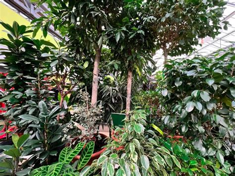 Interior de um centro de jardinagem venda de plantas domésticas ...