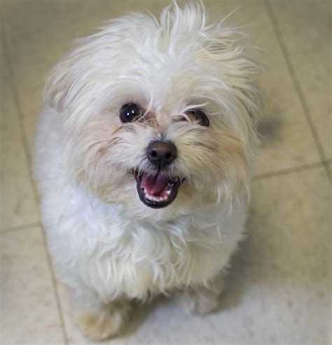 Shelter Dogs Of Portland Snowflake Teenage Maltesepoodle Mix