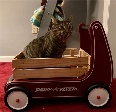 Capturing The Charm: 15+ Moments That Show The Joys Of Living With Cats