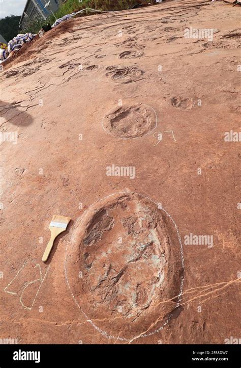 Sauropods Hi Res Stock Photography And Images Alamy
