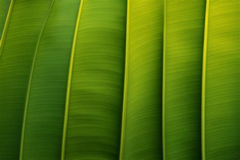 banana leaf background images background premium ai generated image