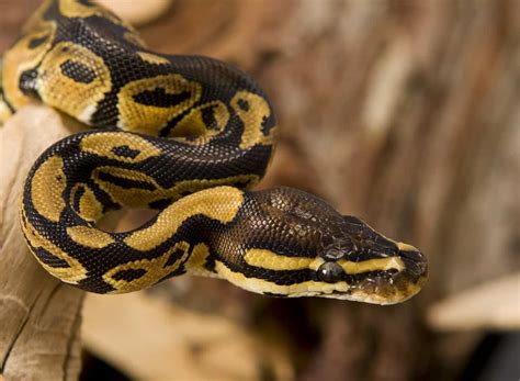 types  snakes     pets  francis seal blog