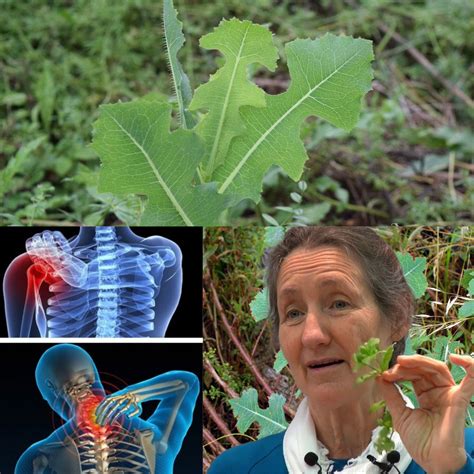 The Hidden Power of Prickly Lettuce: The Unpretentious Wonder of Nature
