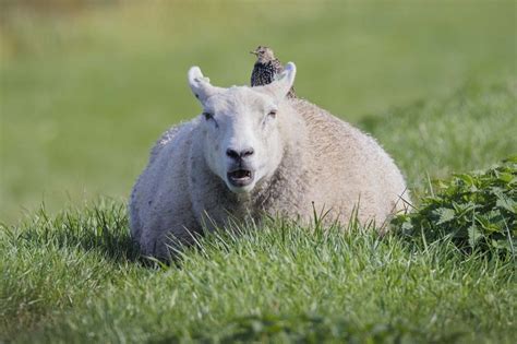 Marmein natuurfotografie