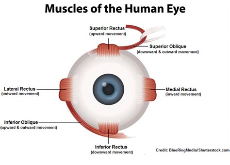 How To Assess The Six Cardinal Fields Of Gaze