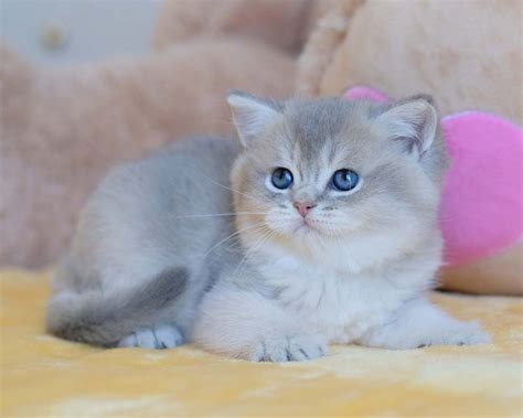 Мальчики голубая шиншилла золотые.