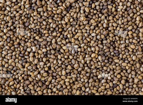 Plant Tobacco Seeds
