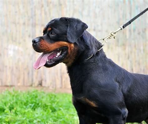 Why Does My Rottweiler Growl At Me? - The Rottweiler Expert Site