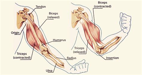 Movement of the arm and hand muscles