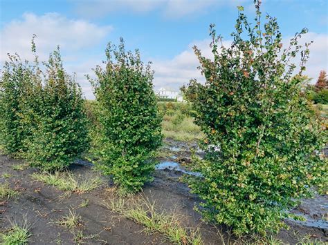 Crataegus phaenopyrum Washington Hawthorn Hawthorn, Washington from