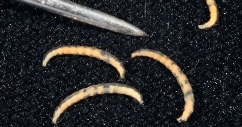Flea Larvae Critter Stop