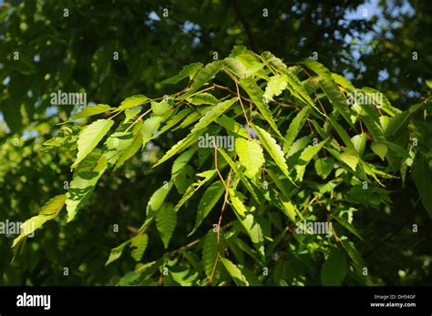 Zelkovia hi-res stock photography and images - Alamy