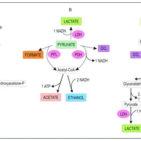 PDF Lactic Acid A Comprehensive Review Of Production To Purification