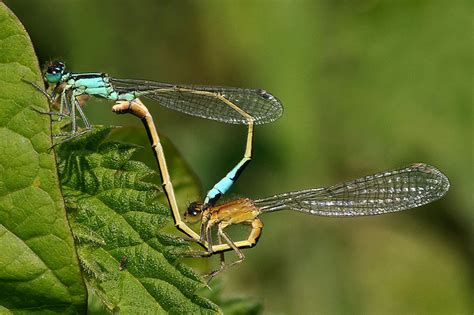 Looking Closely At Nature © Maurice Pughmating Blue Tailed Damselflies