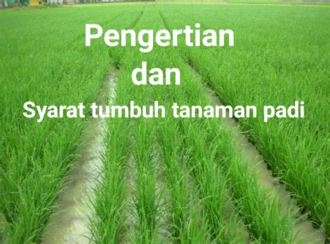 Pengertian Dan Syarat Tumbuh Tanaman Padi Berdasarkan Jenisnya Secara