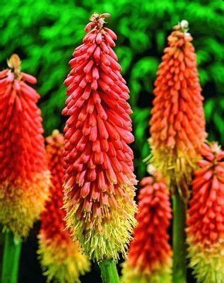 Купить Книфофия Альказар Alcazar Цена, фото, описание, отзывы ...