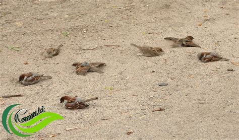 remen dhekung mandi pasir tingkah laku normal unggas maupun burung