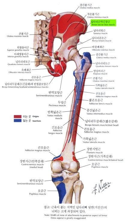 의학에 있는 핀