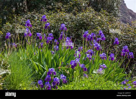 Iris germanica, Purple Iris Flowers Stock Photo - Alamy