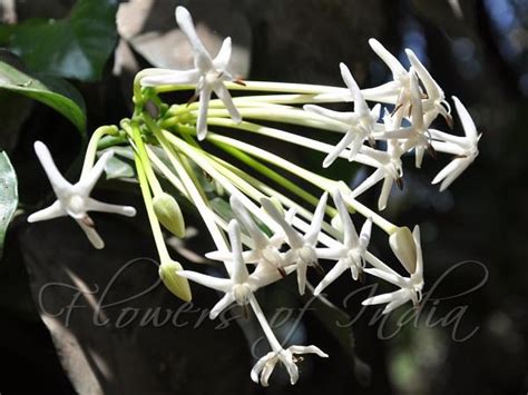 Posoqueria longiflora - Needle Flower Tree