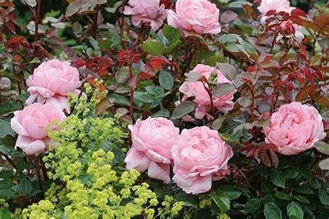 Английская роза (85 фото): виды и сорта, уход, выращивание