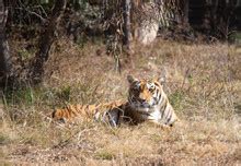 Tiger In Der Obhut Von Vier Pfoten Vier Pfoten Sterreich Stiftung