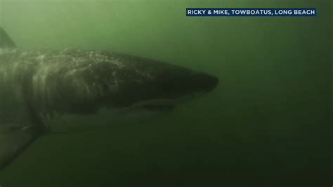 VIDEO: Several great white sharks filmed swimming off Long Beach - ABC7