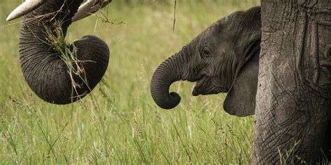 L éléphant De Forêt D Afrique Classé En Danger Critique D Extinction