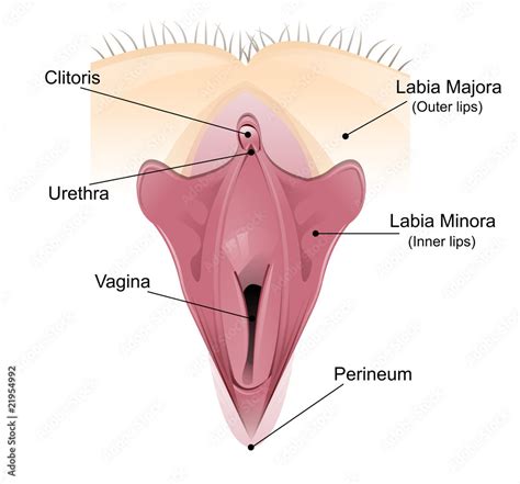 Vaginal Detailed Diagram Stock Adobe Stock