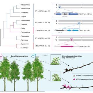 PDF Sex Determination And Sex Chromosome Evolution In Land Plants