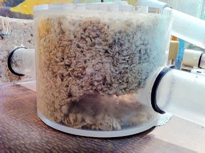 Pacific Science Center Life Sciences Kickin With The Naked Mole Rats