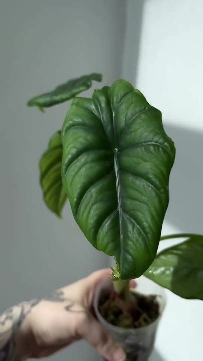 Маранта фентези, антуриум регал, алоказия пунчак и регинула, оксалис ...