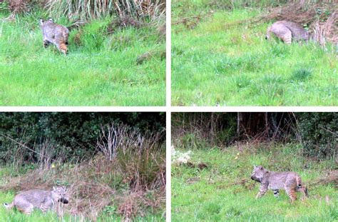A Bobcat Seen Hunting Between Storms Mendonoma Sightings