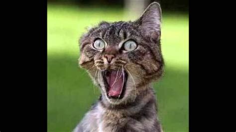 Teriyaki Bukkake Eat Mommy S Pussy Youtube