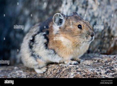 American Pika Ochotona Princeps Mount Evans Colorado Stock Photo