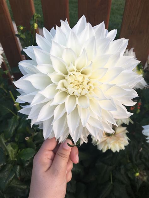 Dinner Plate Dahlia Rgardening