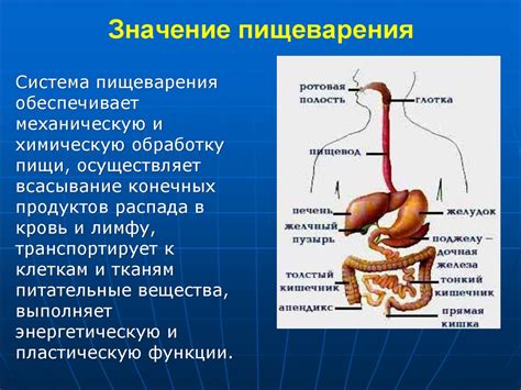 Физиология пищеварения - презентация онлайн