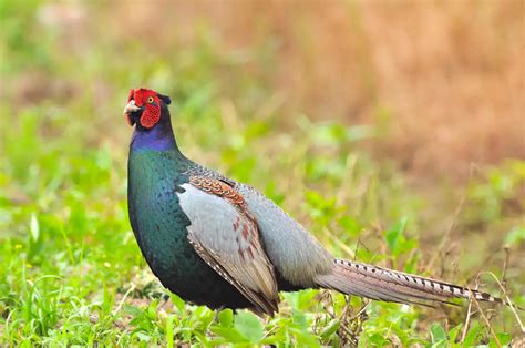 japanese national bird