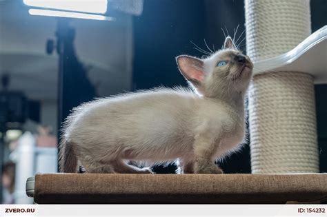 Котята Манчкин на коротких лапках — купить в Москве | Объявление ...