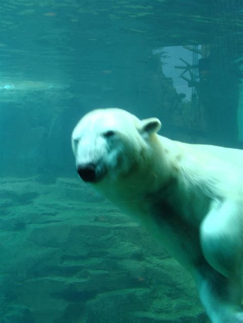 Memphis Zoo Polar Bear Exhibit Memphis Zoo Zoo Animals Polar Bear