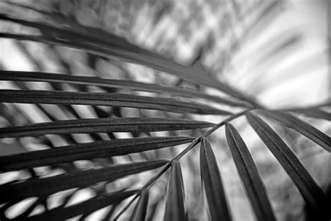 Black Fern By Mariska Hofman On Canvas Poster Wallpaper And More