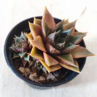 Эхеверия - виды, выращивание, размножение :: myPlants