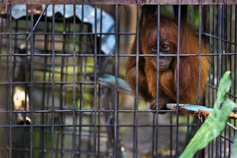 Governments Commit To Battling Illegal Wildlife Trade Chimpreports