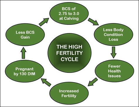 Simple Management Steps For A High Fertility Cycle In Your Dairy Herd