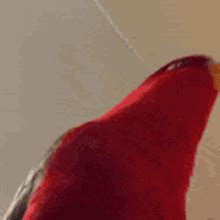 Red Bird GIF - Red Bird - Discover & Share GIFs