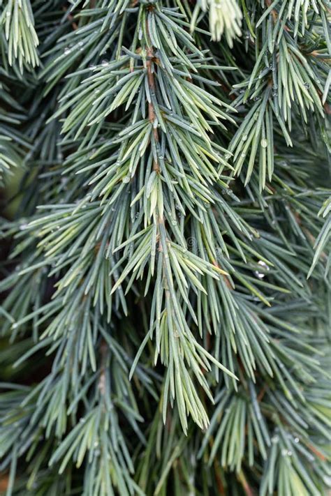 Deodar Cedar Cedrus Deodara Devinely Blue Needles Stock Photo Image